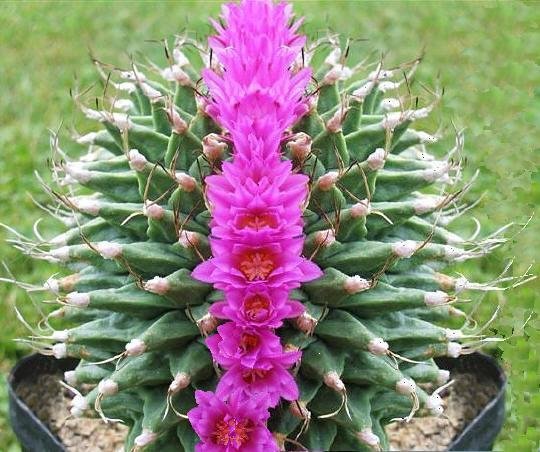 Turbinicarpus_alonsoi_cristata